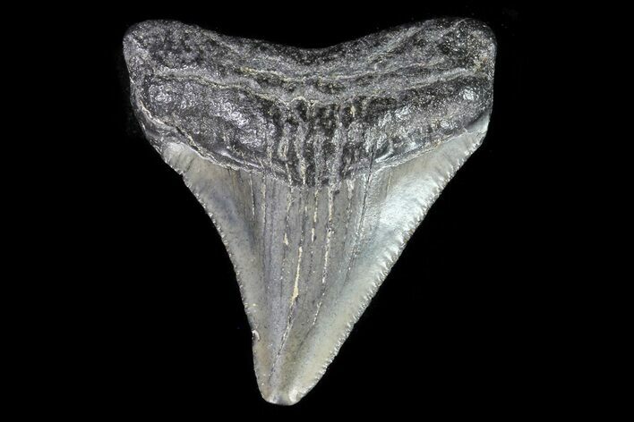 Juvenile Megalodon Tooth - Georgia #75344